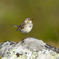 Meadow pipit