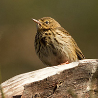 Tree pipit