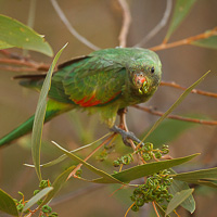 Red-winged Parrot