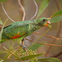 Red-winged Parrot