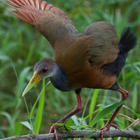 Grey-necked Wood-rail