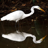 Great Egret