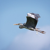 Great Heron