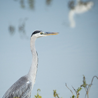 Great Heron