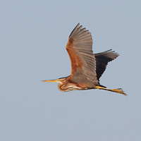 Purple Heron