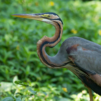 Purple heron