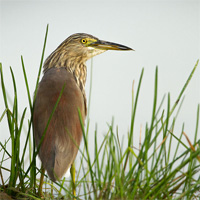 Indian pond heron