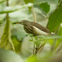 Indian pond heron