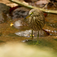 Indian pond heron