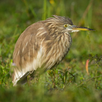 Indian pond heron