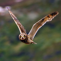 Short-eared Owl