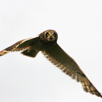 Short-eared Owl