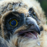 Short-eared Owl