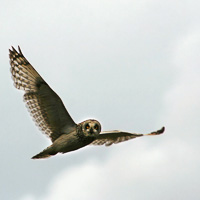 Short-eared Owl