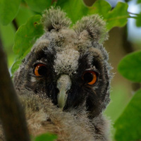 Long-Eared Owl