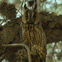 Long-Eared Owl