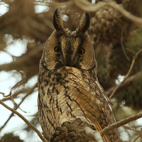 Long-Eared Owl