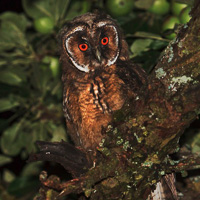 Long-Eared Owl