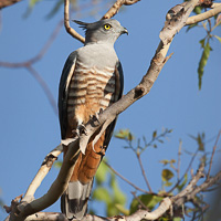 Pacific Baza