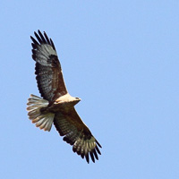 Long-legged buzzard