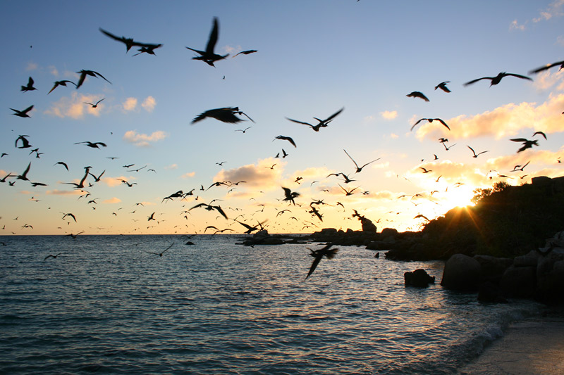Bird_Islet_sunrise.jpg