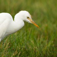 Cattle egret