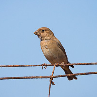 Trumpeter finch