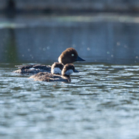 Common goldeneye