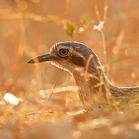 Bush Stone-curlew