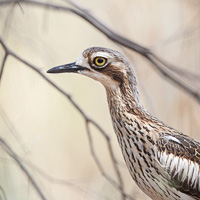 Bush Stone-curlew