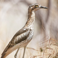 Bush Stone-curlew