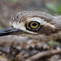 Bush Stone-curlew