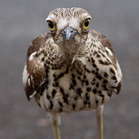 Bush Stone-curlew