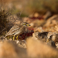 Eurasian stone-curlew