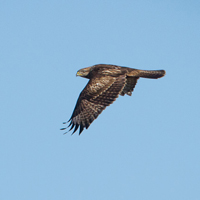 Himalayan buzzard