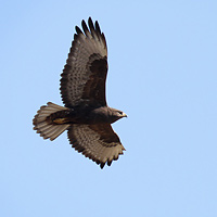 Long-legged buzzard