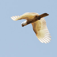 Sulphur-crested Cockatoo