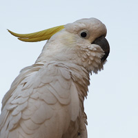 Sulphur-crested Cockatoo