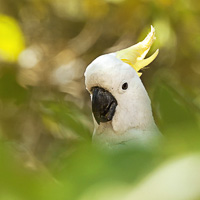 Sulphur-crested Cockatoo