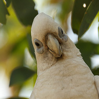 Little Corella