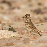 Lesser short-toed lark