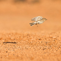 Lesser short-toed lark