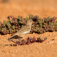 Lesser short-toed lark