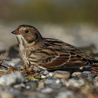 Lapland Longspur