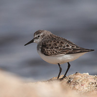 Little Stint