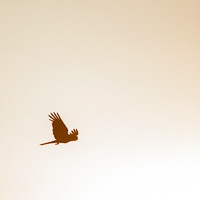 Red-tailed black cockatoos