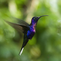 Violet Sabrewing