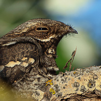 European Nightjar