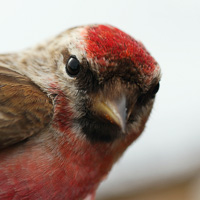 Linnet