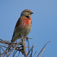 Linnet